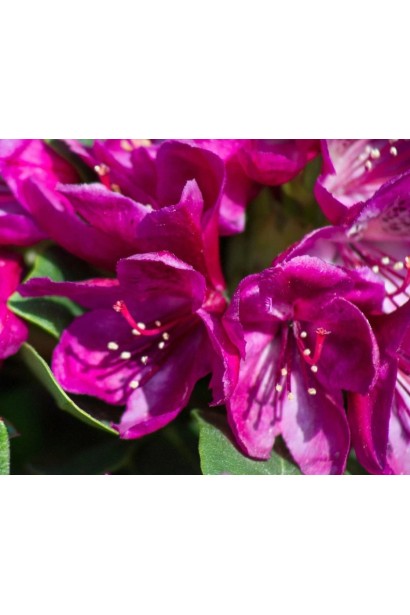 Опис рододендрона Поларнахт